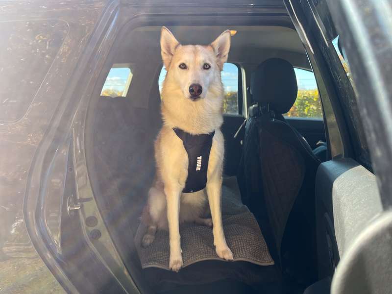 Kaya mit dem Thule Cappy Sicherheitsgeschirr, im Auto