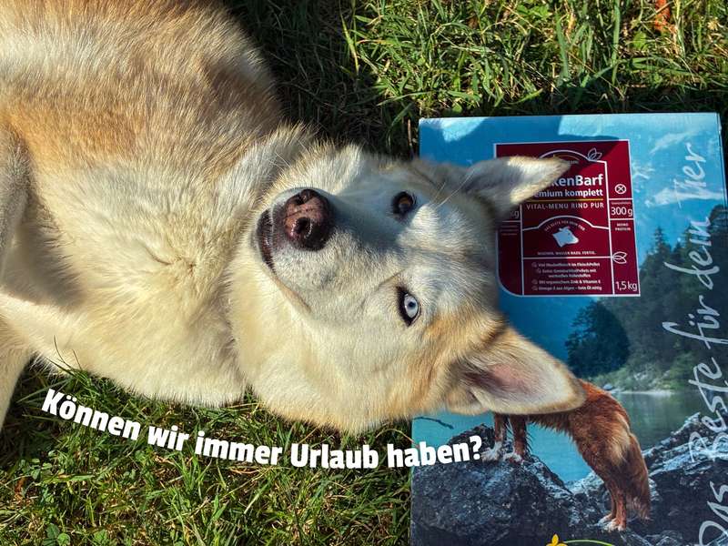 Kaya mit PerNaturam TrockenBarf im Test - BARF Urlaub