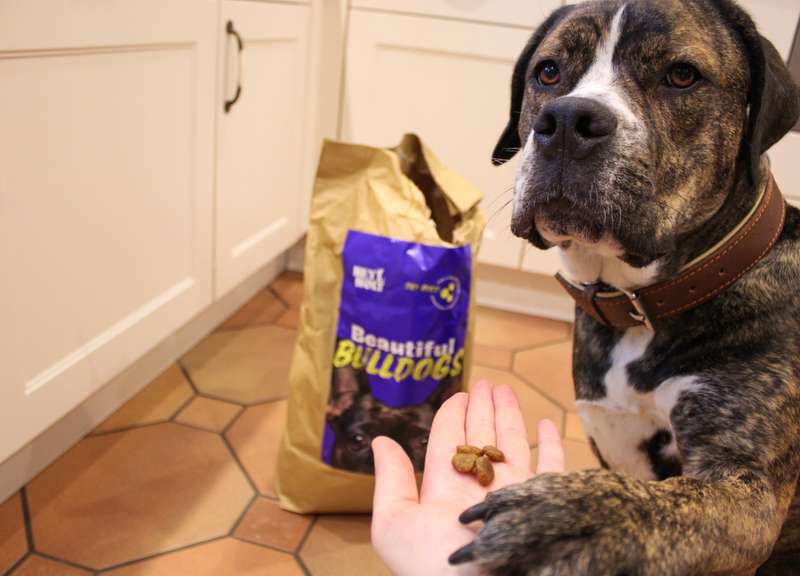 Hund gibt Pfötchen, auf dem Kroketten liegen