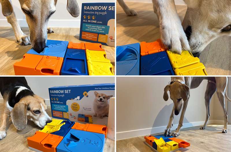 Collage von den 4 Hunden mit Pawzler