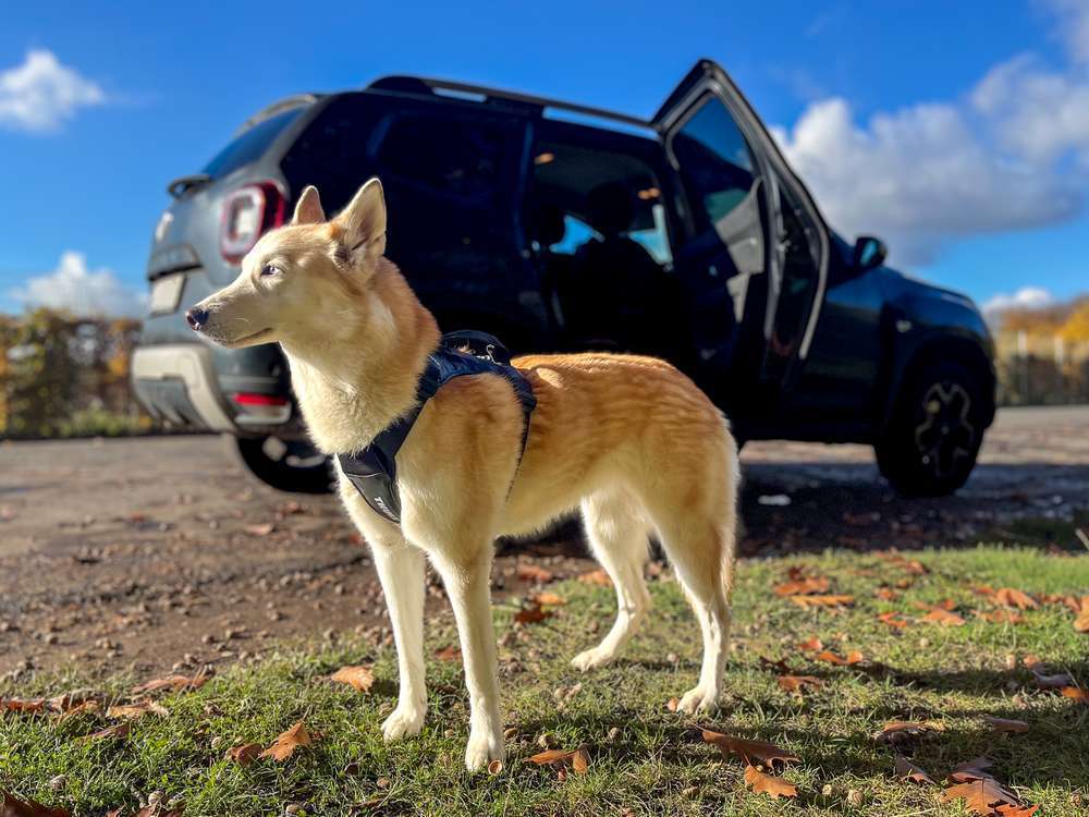 tests-🐶🚗 Dogorama-Produkttest: Thule Cappy – Das Sicherheitsgeschirr, das unsere Hunde während Autofahrten wirklich schützt-Bild