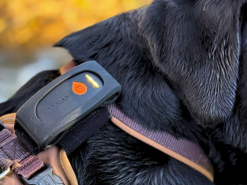 Weenect XT GPS Tracker Erfahrungen Testbericht