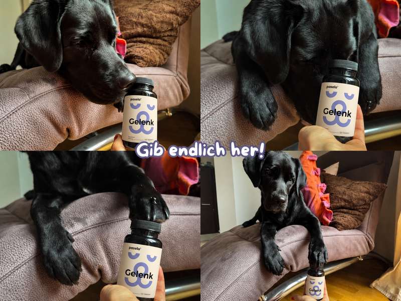 Sali mit den paselo Gelenktabletten, Collage