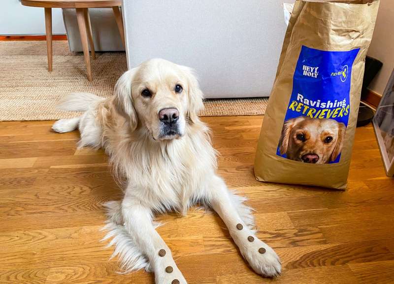 Hund liegt neben Futtersack, auf den Pfötchen liegen die Kroketten