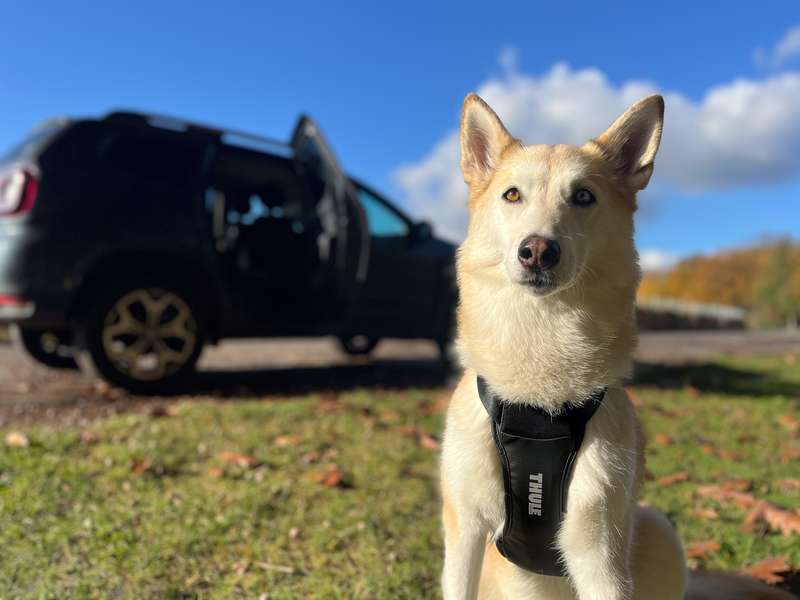 Kaya mit dem Thule Cappy Sicherheitsgeschirr