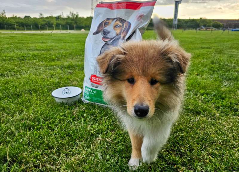 Collie Welpe, im Hintergrund Hill‘s Trockenfutter 