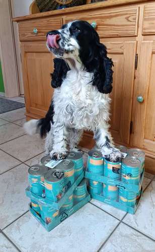 Activa Friends Hundefutter Test von Adult Hhnchen mit Rind 2025 |  Futtertest, Erfahrungen, Gutscheine & Preisvergleich | Dogorama App