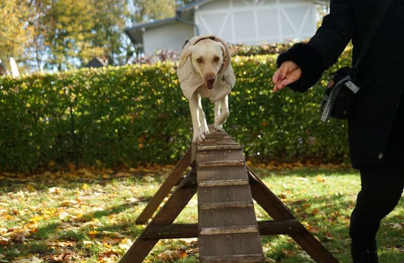 H&uuml;ndin Leila im Agility Park