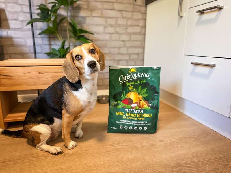 Test-Beagle Emma mit dem Trockenfutter von Christopherus