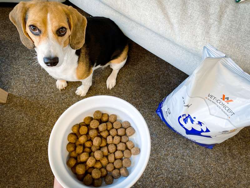 Test-Beagle Emma und das Trockenfutter von Vet-Concept
