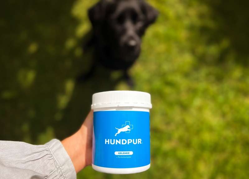 Hundpur Dose in der Hand