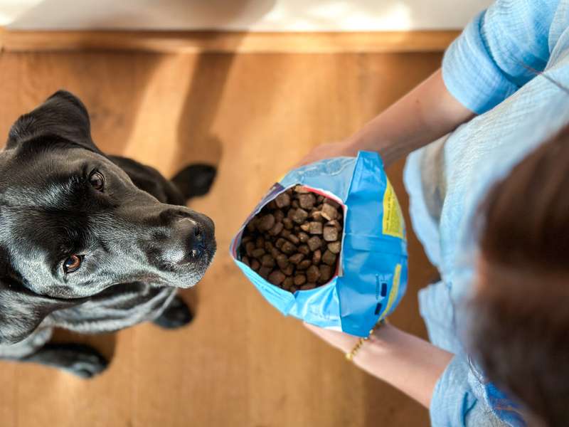 Geöffnete Trockenfutter-Tüte und ein hungriger Labrador