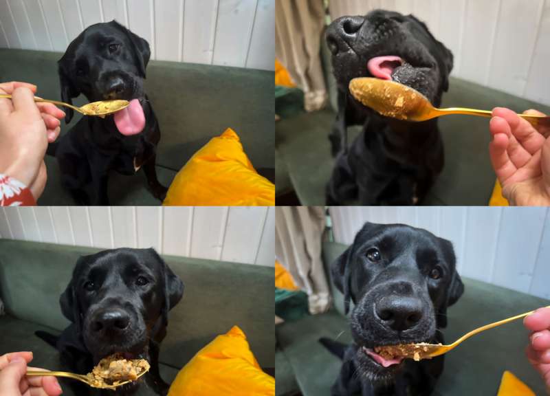 Collage des Futtertests mit Labrador Sali