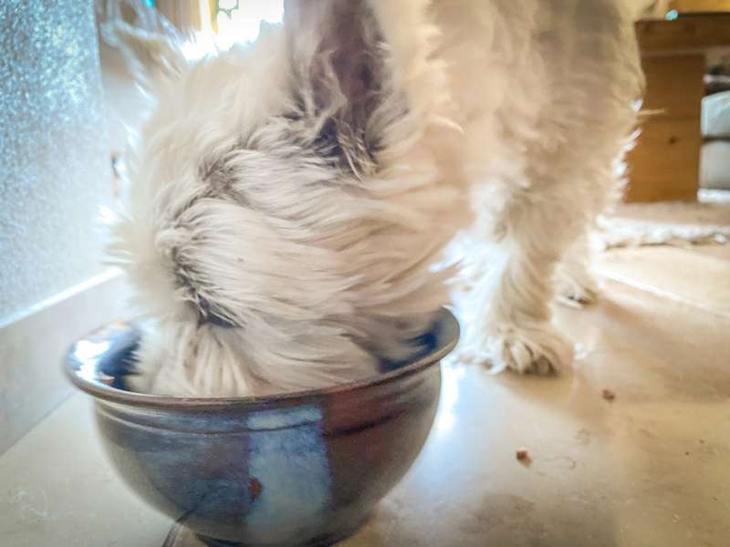 Hund frisst aus der Schüssel