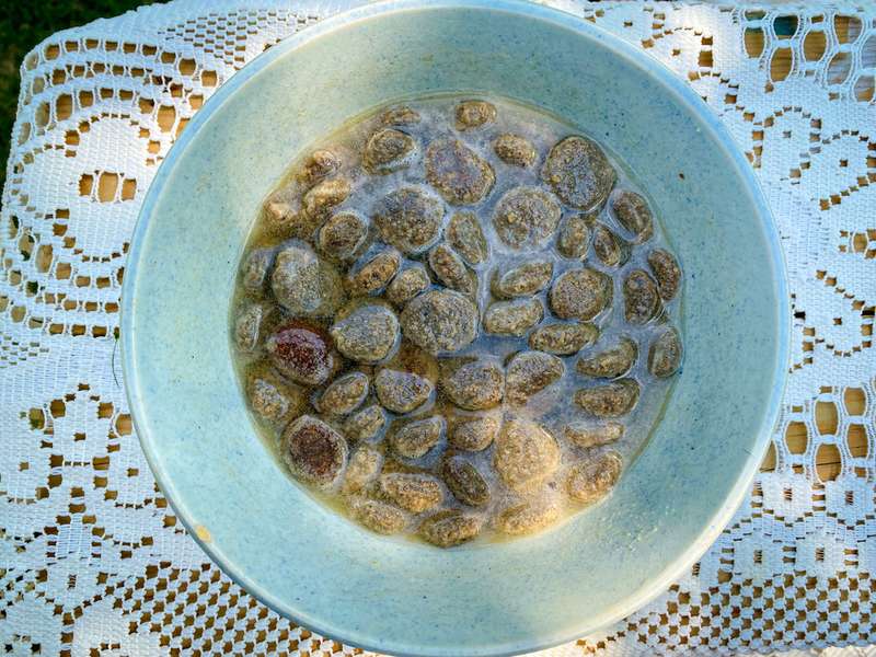 Eingeweichtes Trockenfutter