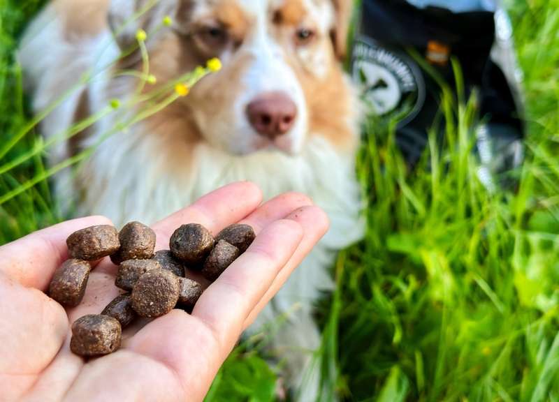 Trockenfutter in der Hand, Nahaufnahme, dahinter Luki im Gras