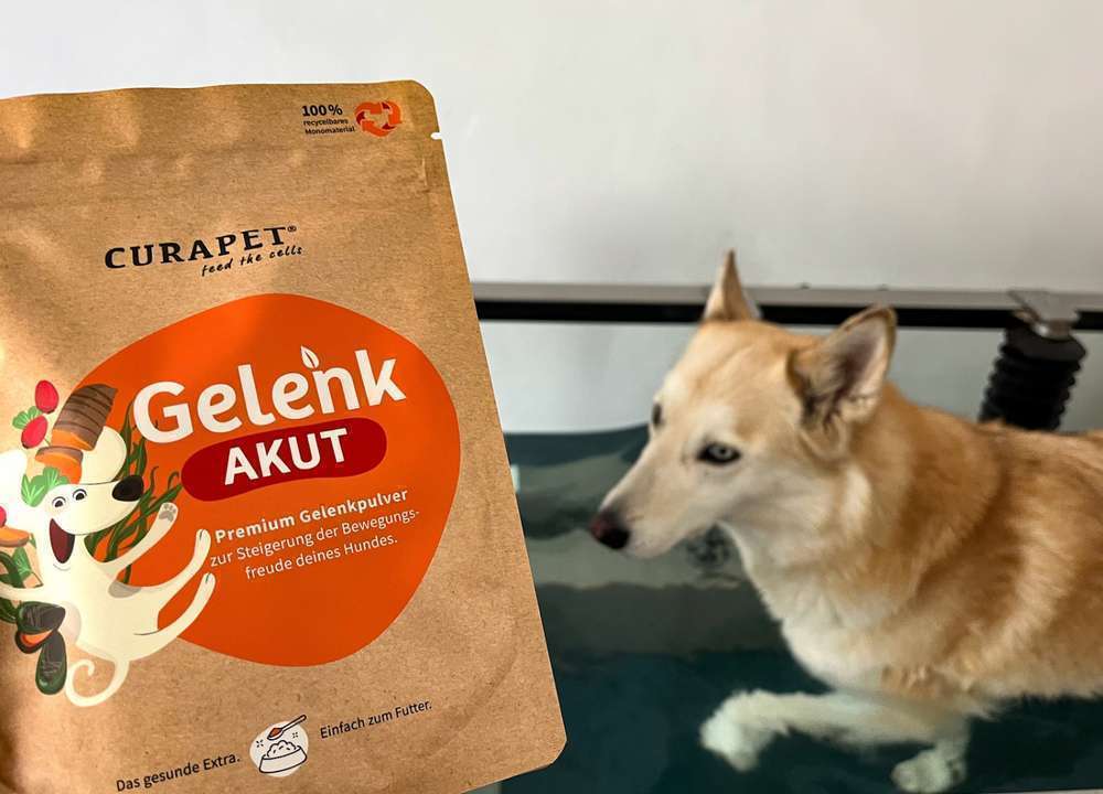 tests-CURAPET GelenkAkut im Test: Gelenkpulver für Hunde mit Arthrose & Co. | Tierarzt Einschätzung und Community Produkttest-Bild
