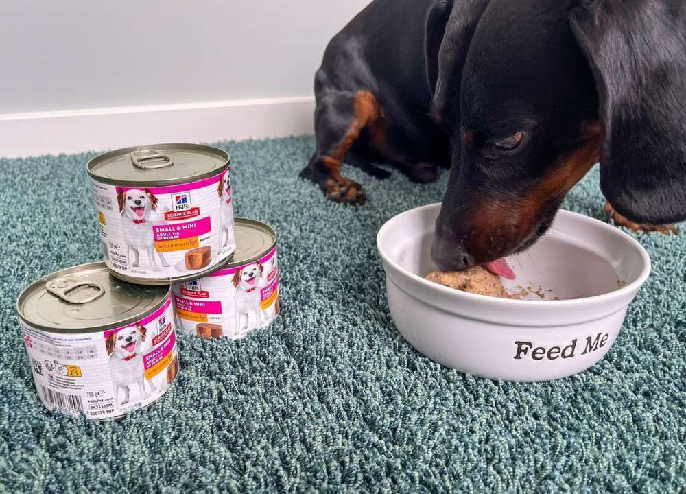 Erfahrungen und Bewertung: Hills Science Plan Adult Small & Mini Mousse - Huhn | Community-Test