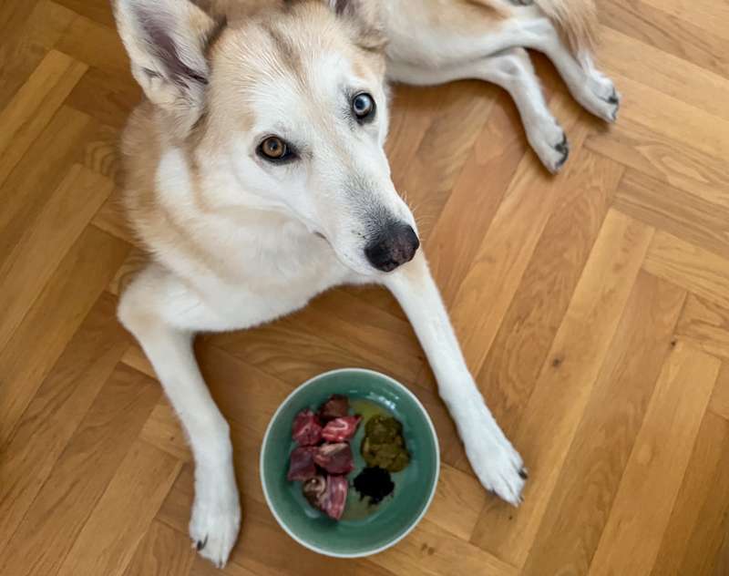 Darmkur f&uuml;r Darmsanierung auf Futter f&uuml;r Kaya