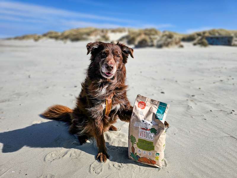 Dori mit dem VEGDOG Trockenfutter Green Crunch am Strand