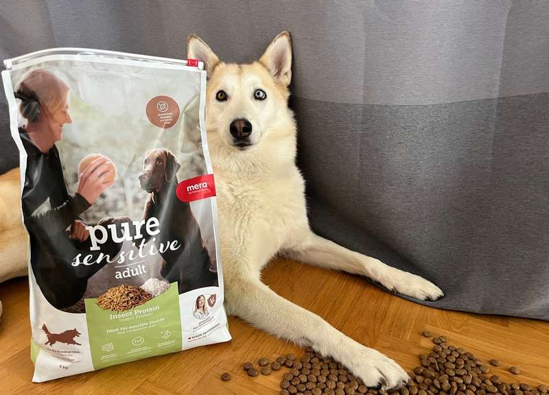 Kaya neben dem Futtersack von mera