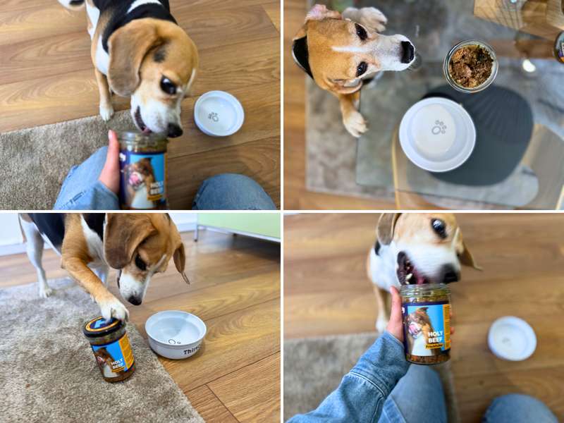 Tasty Petfood Frischfutter im Glas Holy Beef im Test Akzeptanz bei Hunden
