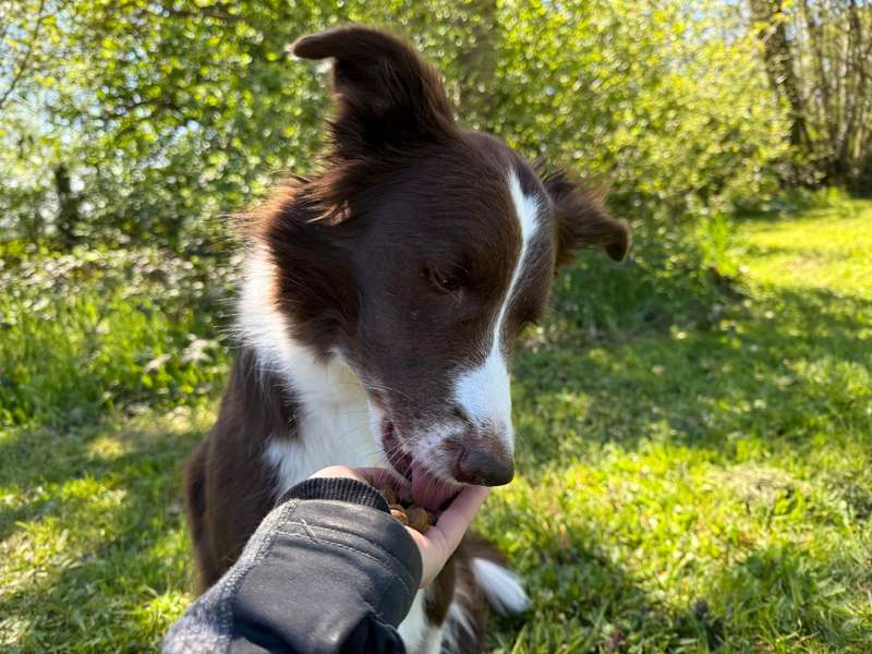 Kasper und das Orijen Original Trockenfutter im Test