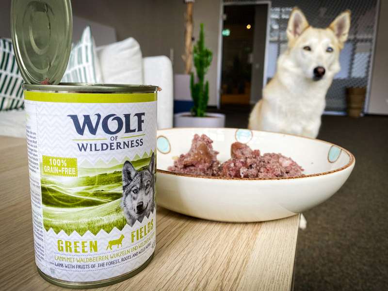 Das Nassfutter in einer Schüssel und Kaya im Hintergrund