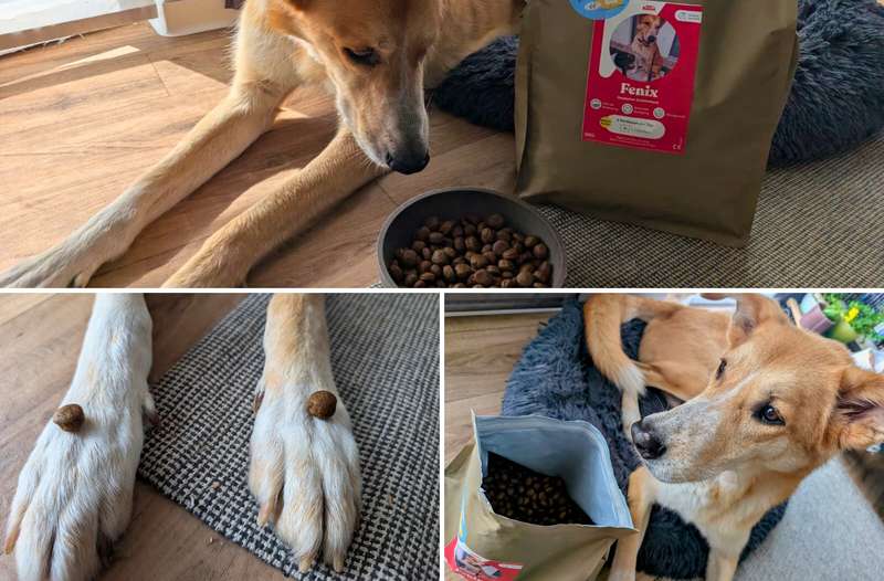 Collage von Fénix mit dem Just Russel Trockenfutter