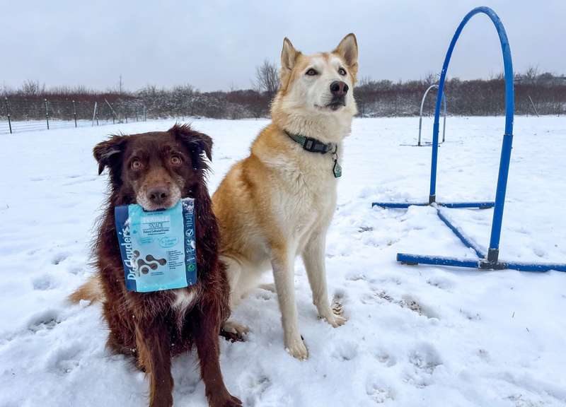Dori und Kaya mit dem Trainee Snack Cultivated Protein, Dori hat ihn im Maul