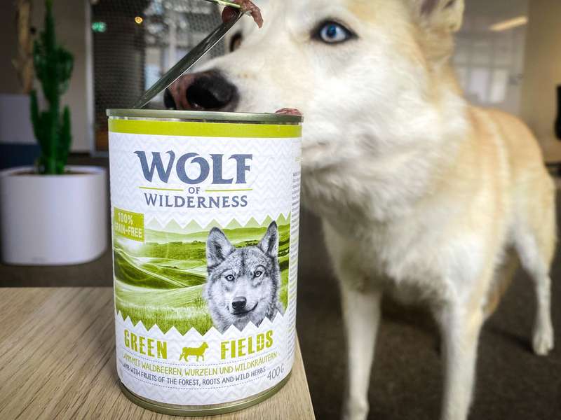 Kaya schnuppert an Nassfutterdose