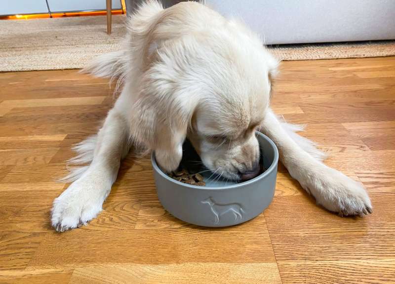 Hund liegt hinter Napf, Gesicht im Napf