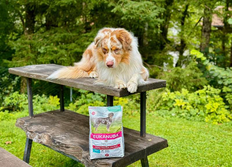 Luki liegt auf einem Tisch, auf der Bank steht der Eukanuba Futtersack