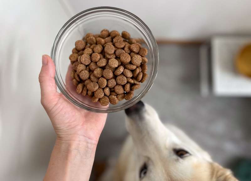 Kroketten in der Schüssel, Kaya schaut nach oben 