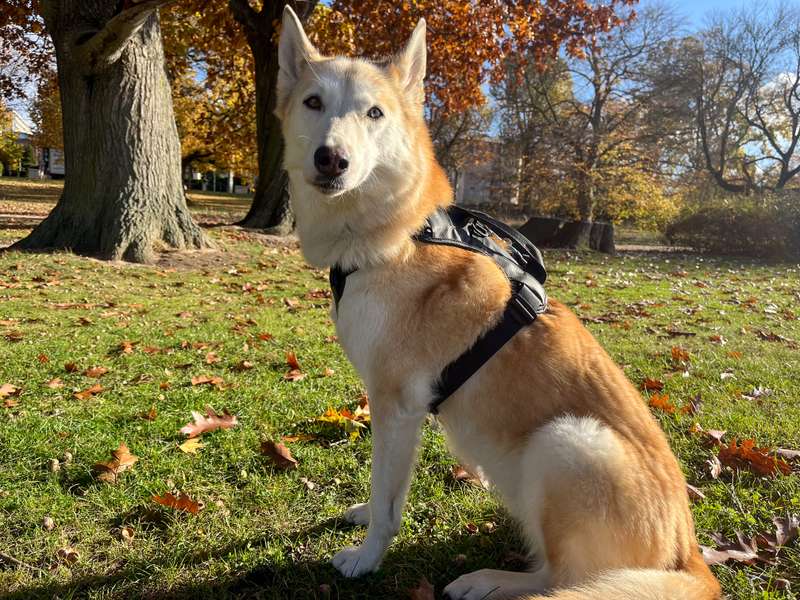 Kaya mit dem Thule Cappy Sicherheitsgeschirr