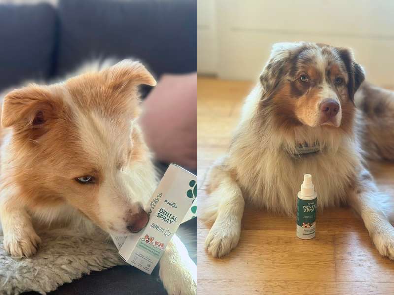 Test von Zahnpflege Alternative, Border Collie und Australian Shepherd testen Dentalspray
