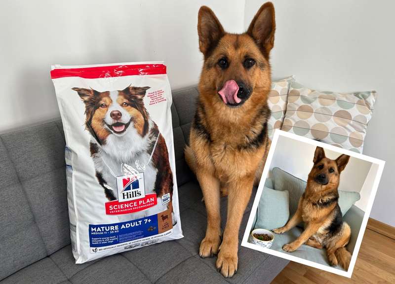 Schäferhund mit Hill‘s Hundefutter, kleines Bild vom Futter