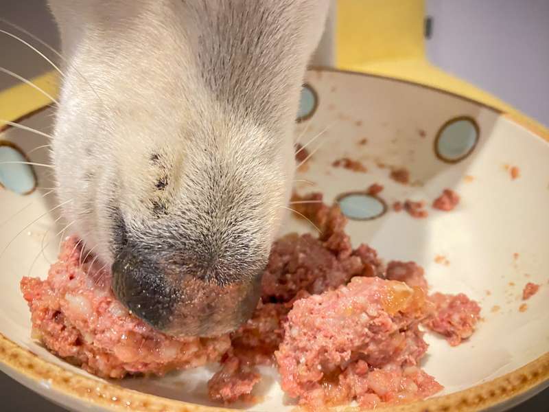 Das Nassfutter aus nächster Nähe und Kayas Nase