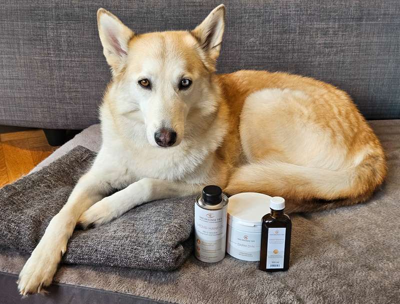 Hund Test von Darmkur von Das Gesunde Tier