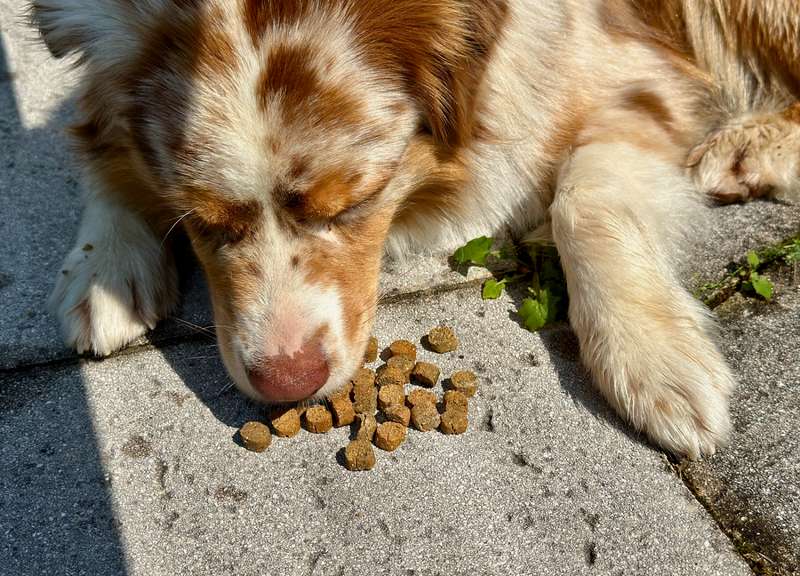 Luki mit den Kroketten des ESCAPURE Trockenfutters