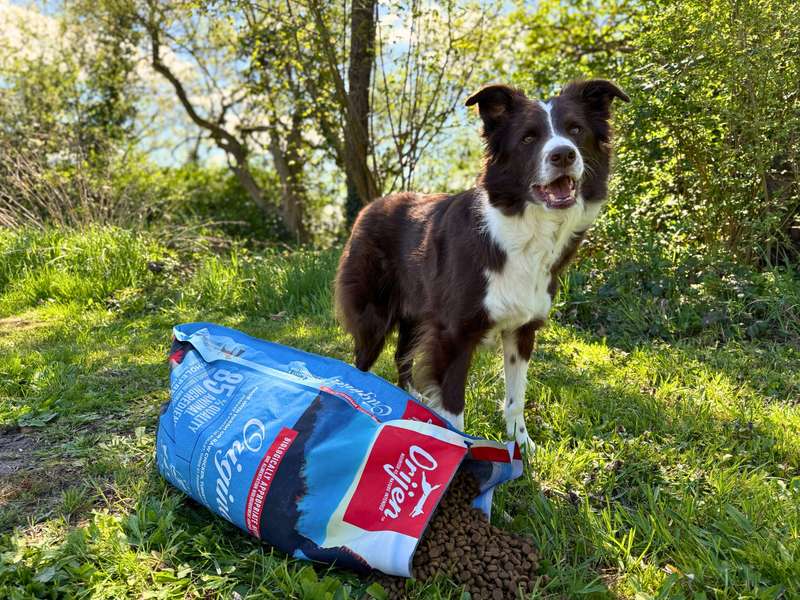 Kasper mit Orijen Trockenfutter im Test