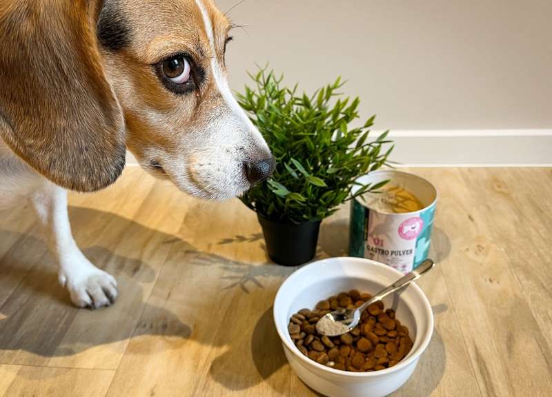 Emma mit dem gastro Pulver, Trockenfutter mit Messlöffel drin und Pflanze 