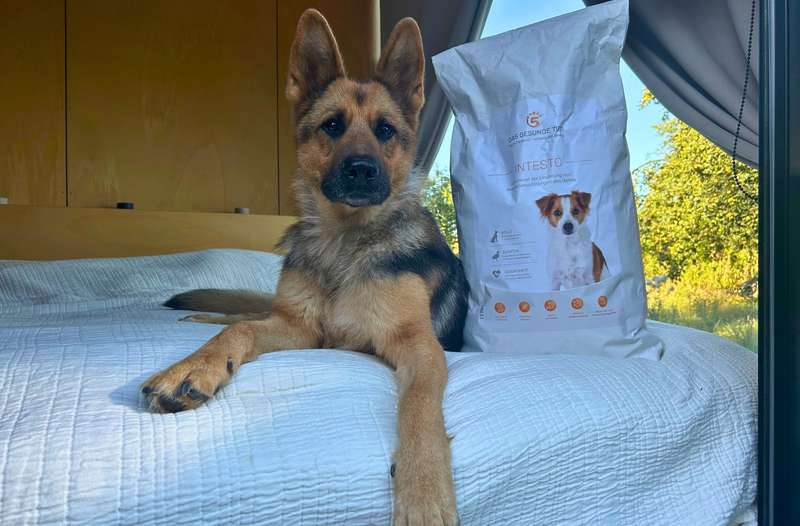 Hund Bella mit INTESTO Trockenfutter von Das Gesunde Tier auf der Liege