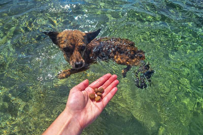 Nova beim Schwimmen mit dem Trockenfutter