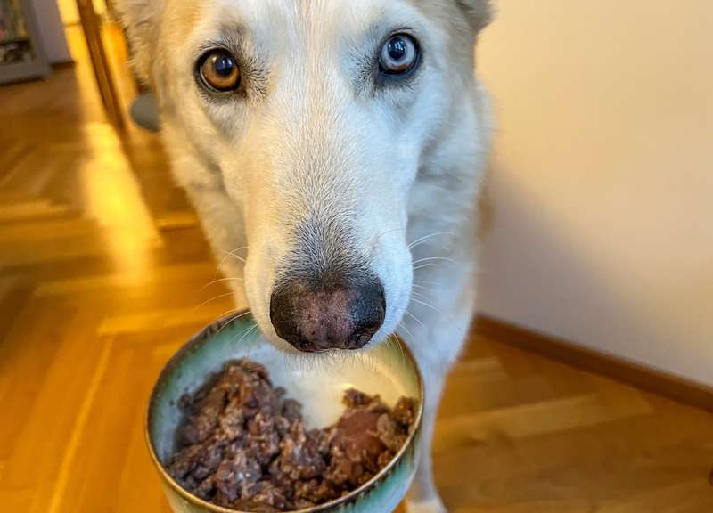 WILDKIND GreenField im Napf, mit Kaya