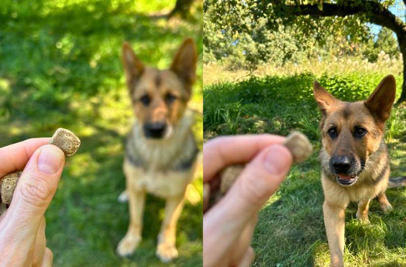 Hund Bella mit INTESTO Trockenfutter von Das Gesunde Tier, zwei Bilder, Futter in der Hand