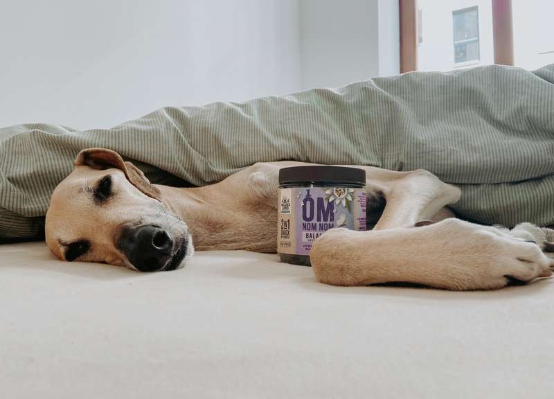 Tadashi liegt im Bett, BALANCE Snacks daneben 