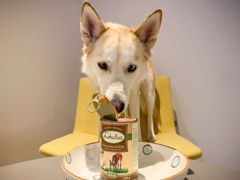 Kaya schnuppert an der Nassfutter-Dose