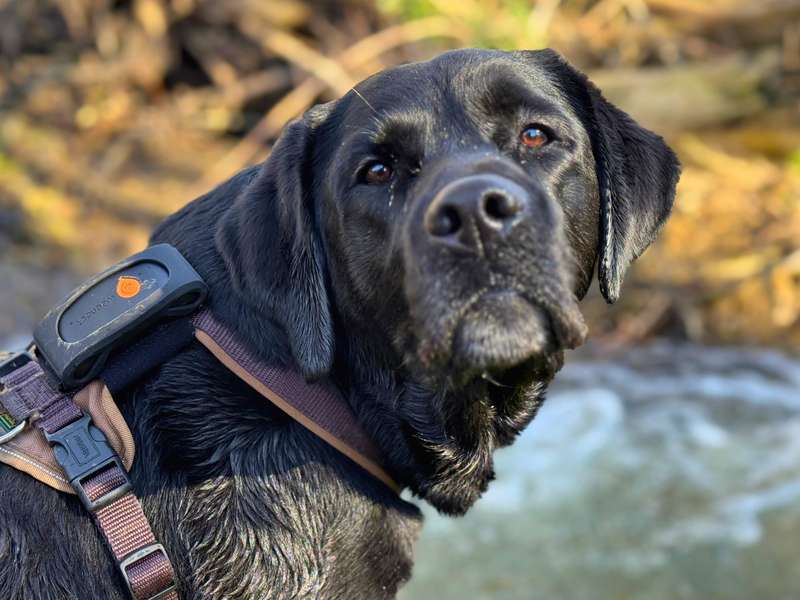 Weenect XT GPS Tracker Erfahrungen Testbericht