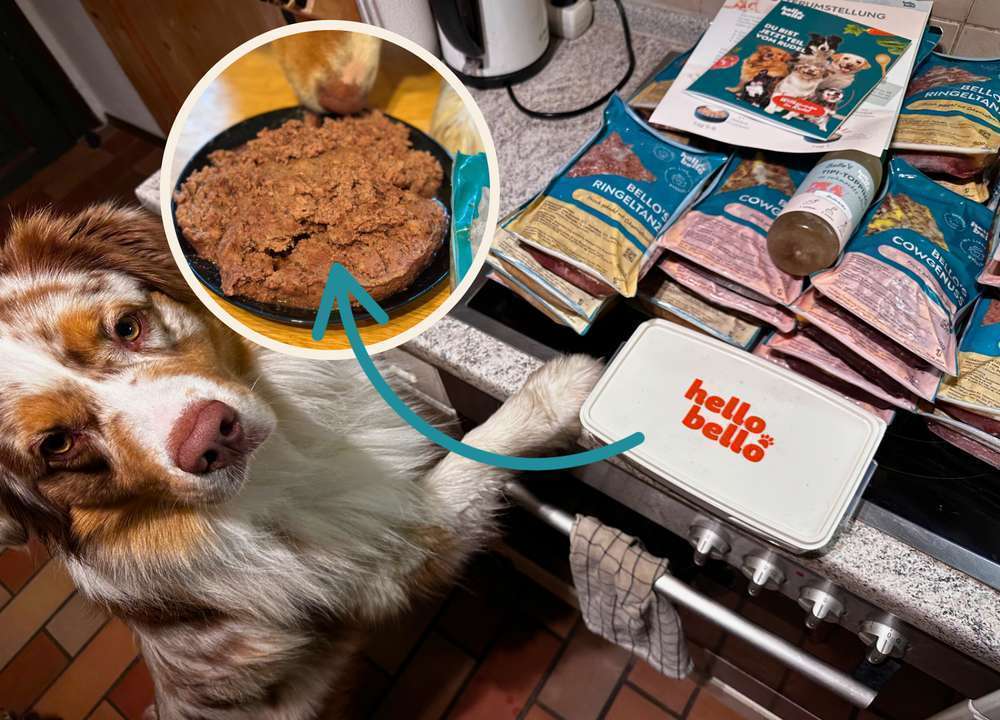 tests-HelloBello im Dogorama Futtertest: Frisch gekochtes, individuell abgestimmtes Hundefutter – Erfahrung und Bewertung | Ringeltanz-Bild